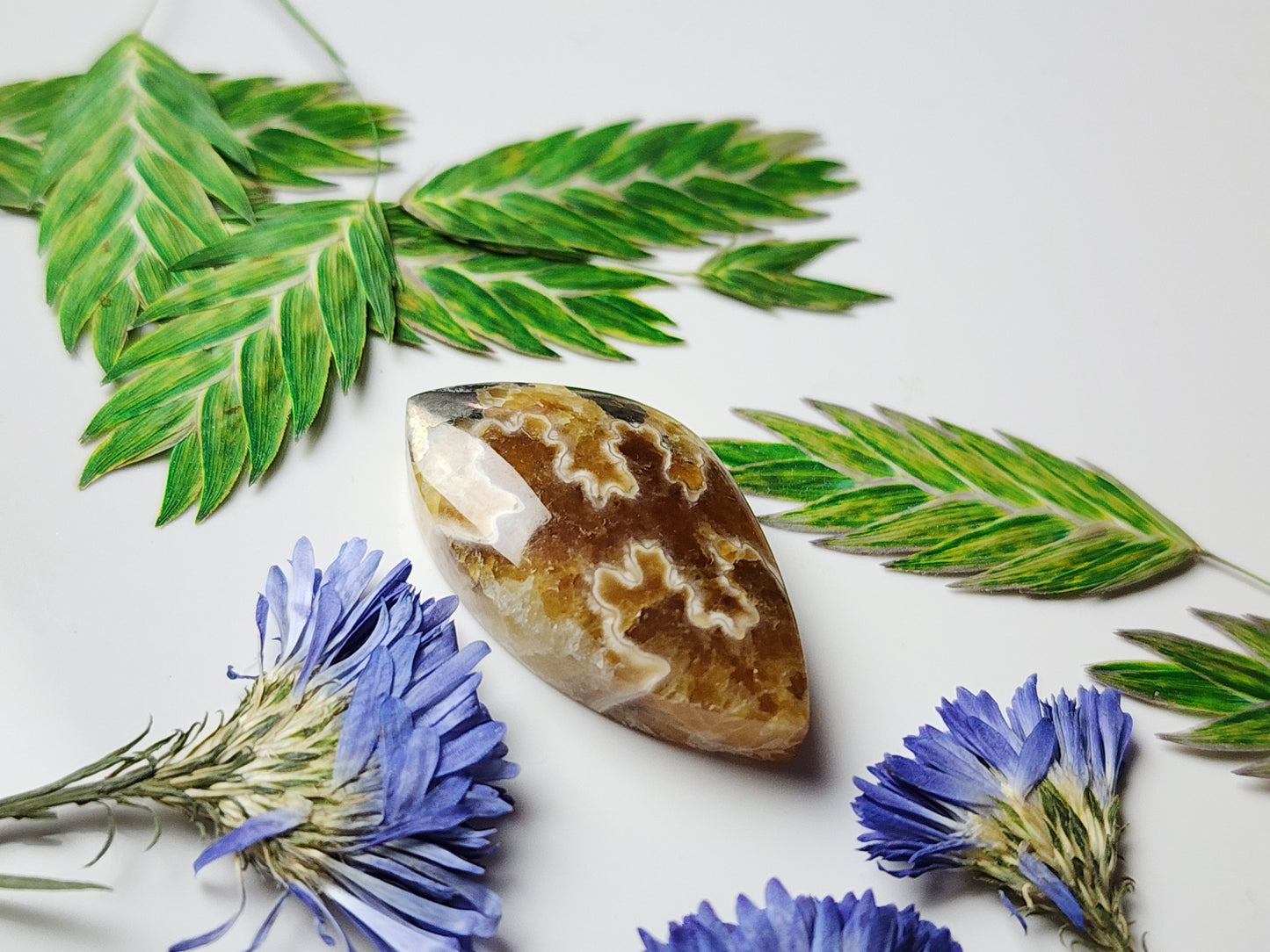 Suture Ammonite