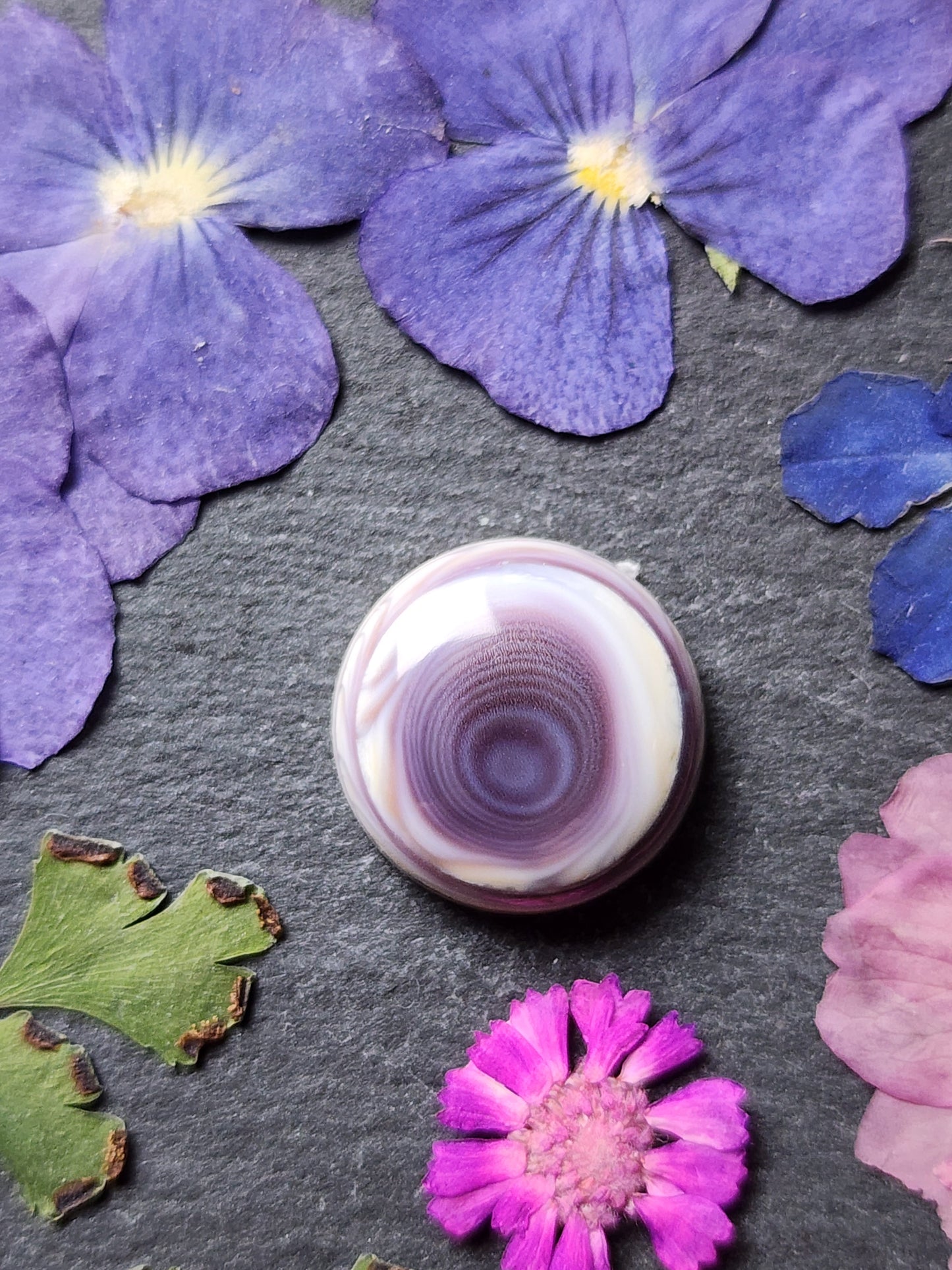 Wampum shell