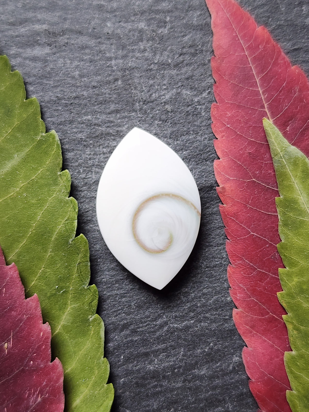 Shiva shell