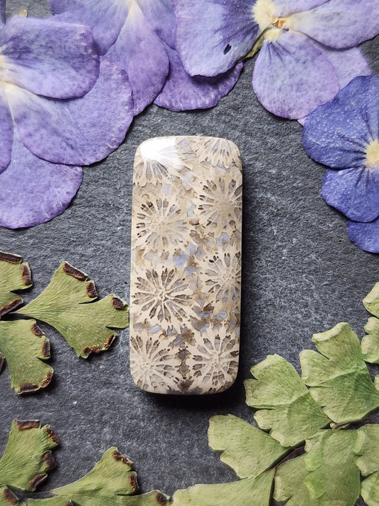 Fossilized Coral