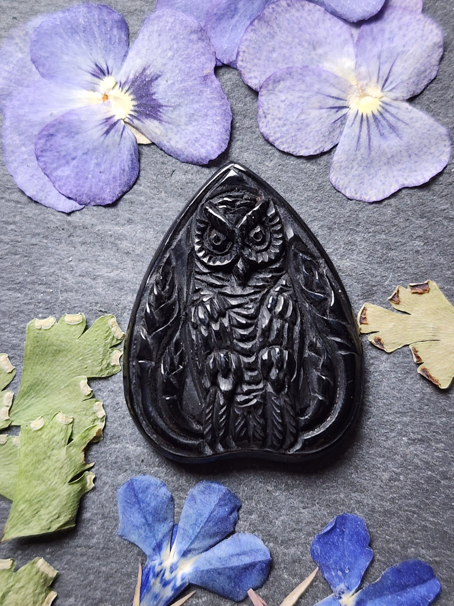 Owl in the wood