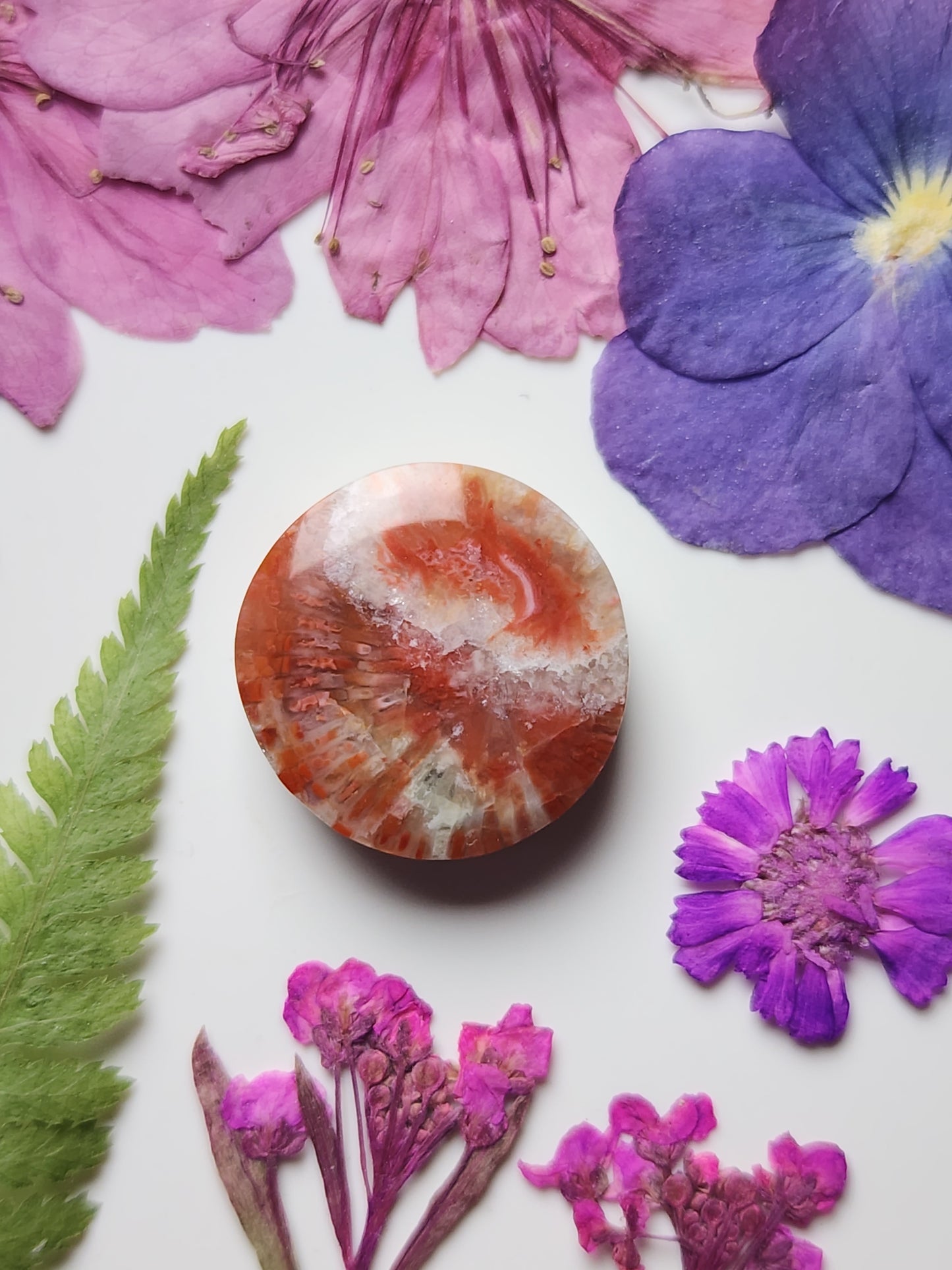 Utah Red horn coral