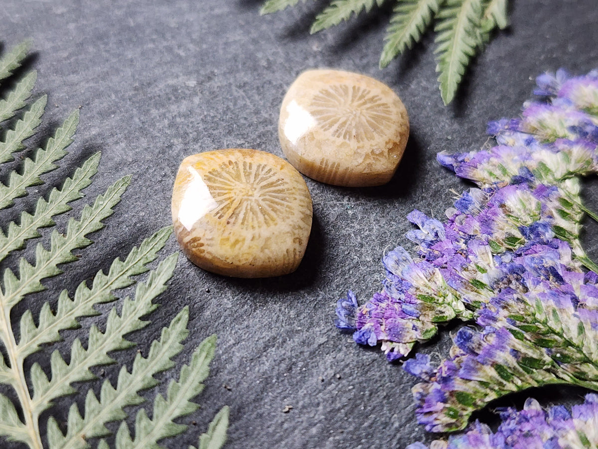 Fossilized coral pair