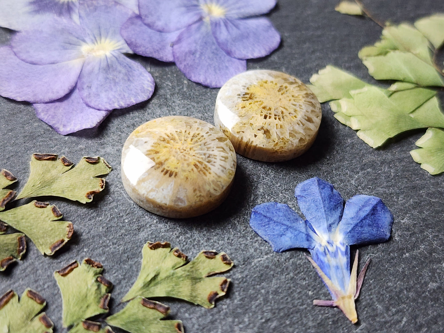 Fossilized coral pair