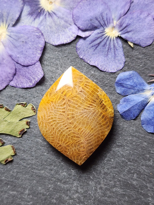 Fossilized Coral