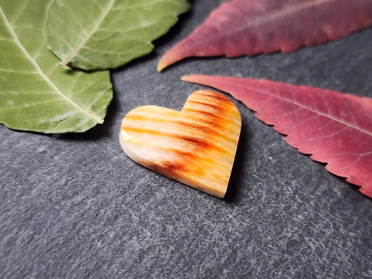 Spiny shell oyster heart