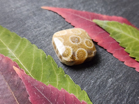 Fossilized Coral