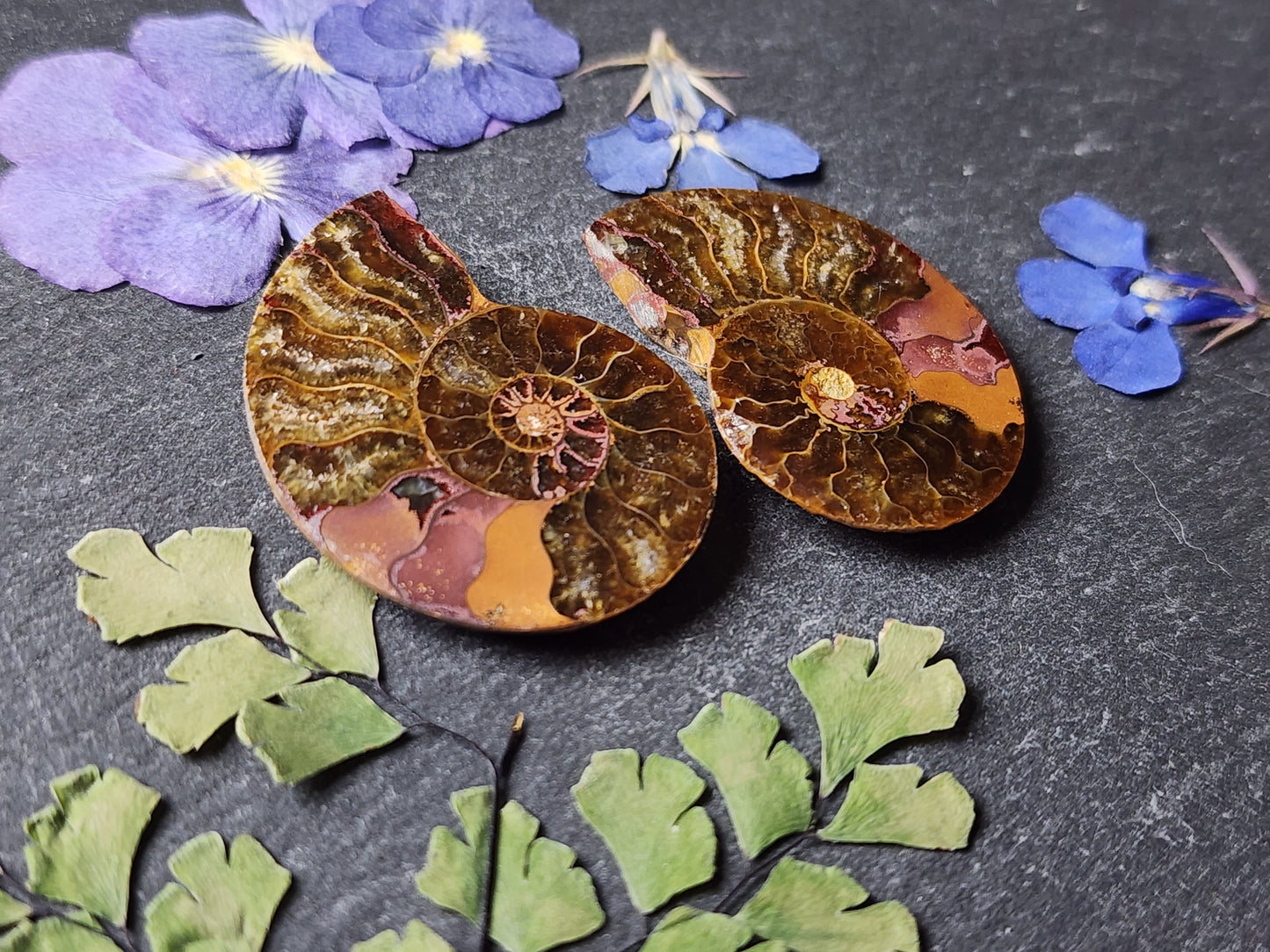Ammonite Fossil pair
