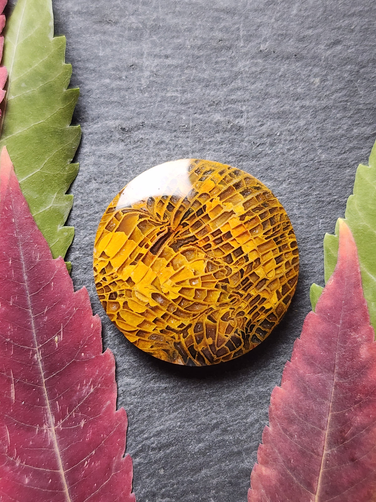 Fossilized coral