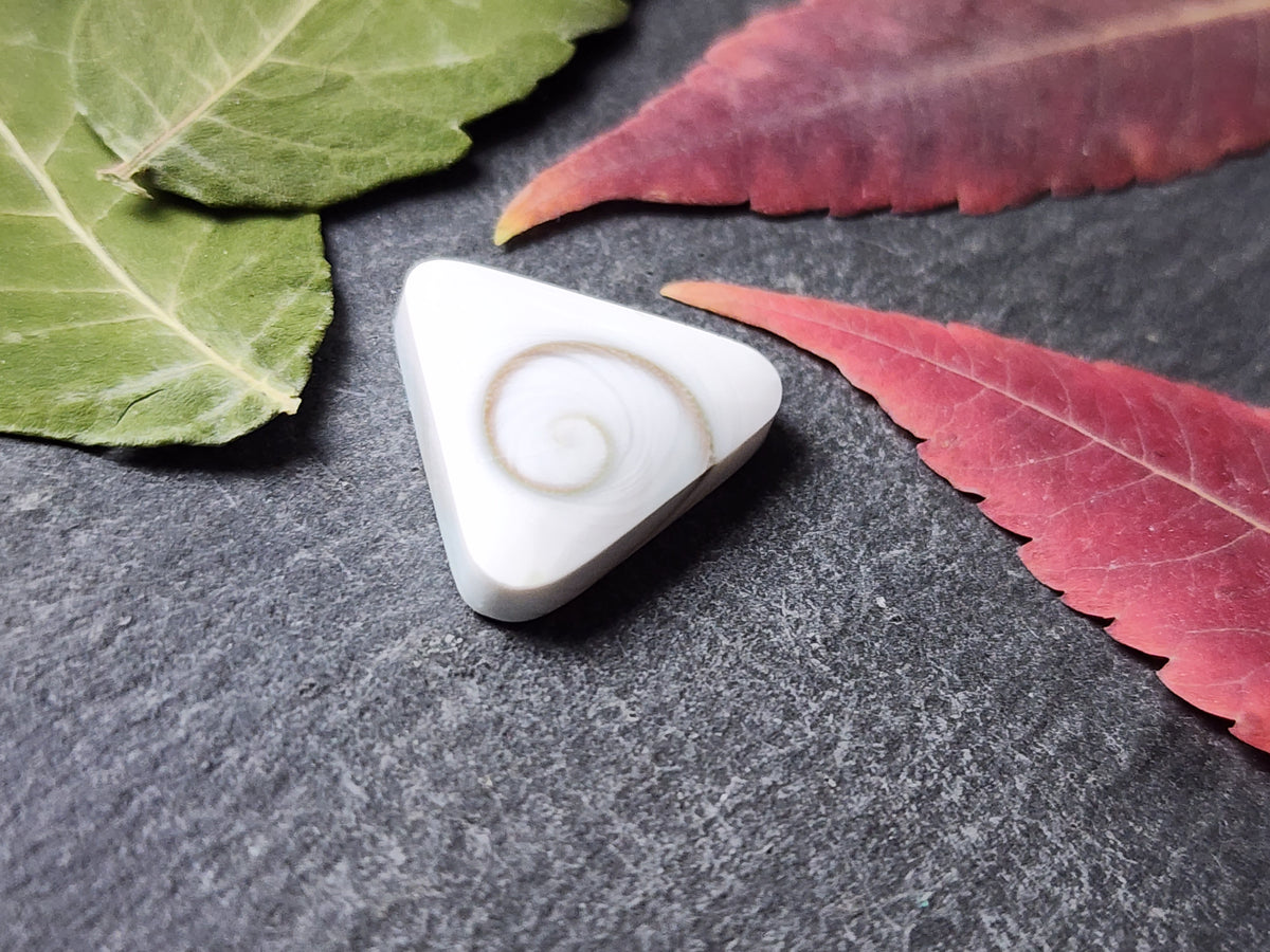 Shiva shell