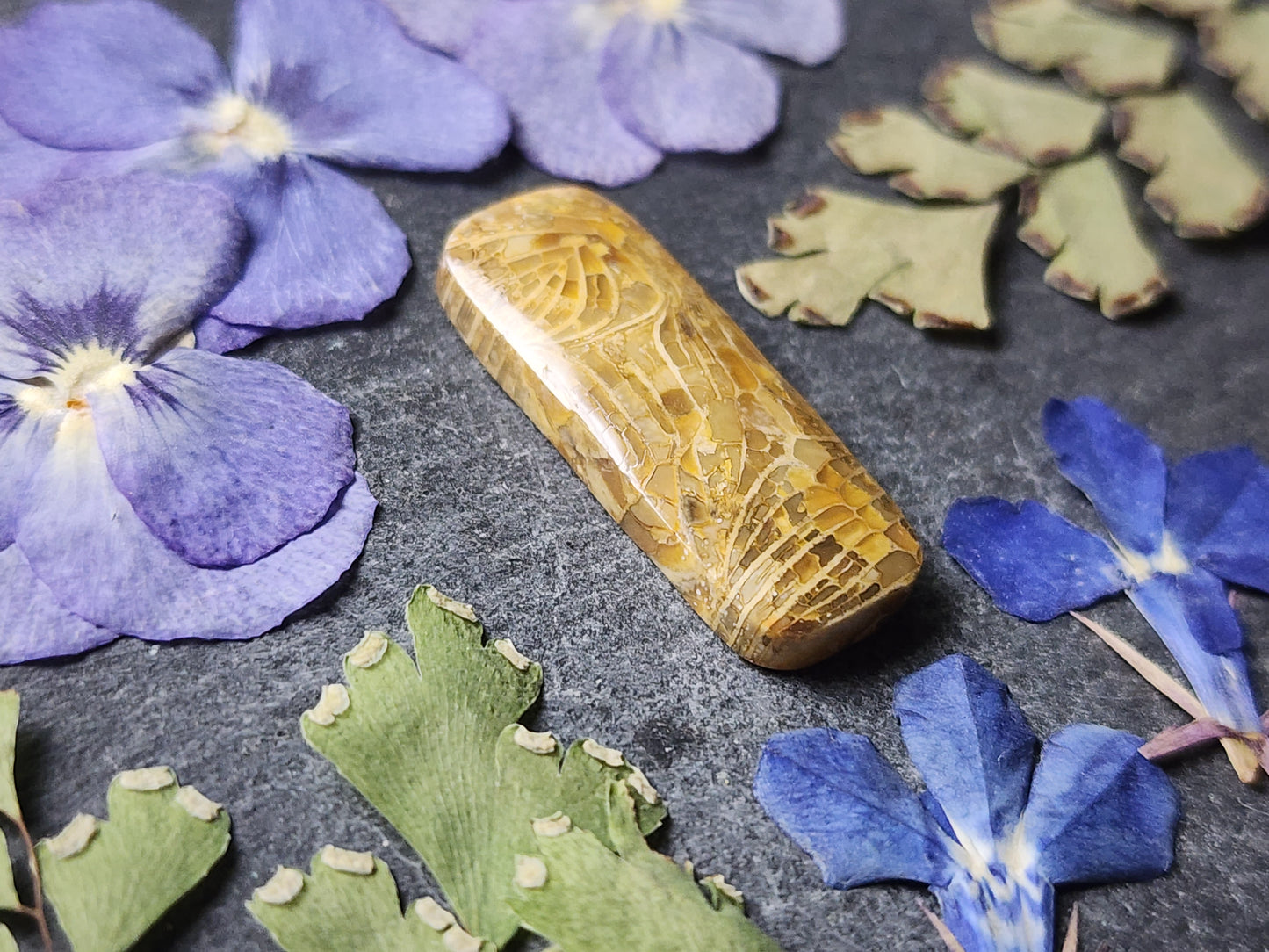 Fossilized Coral