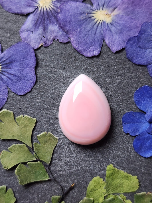 Pink Conch shell (A1)