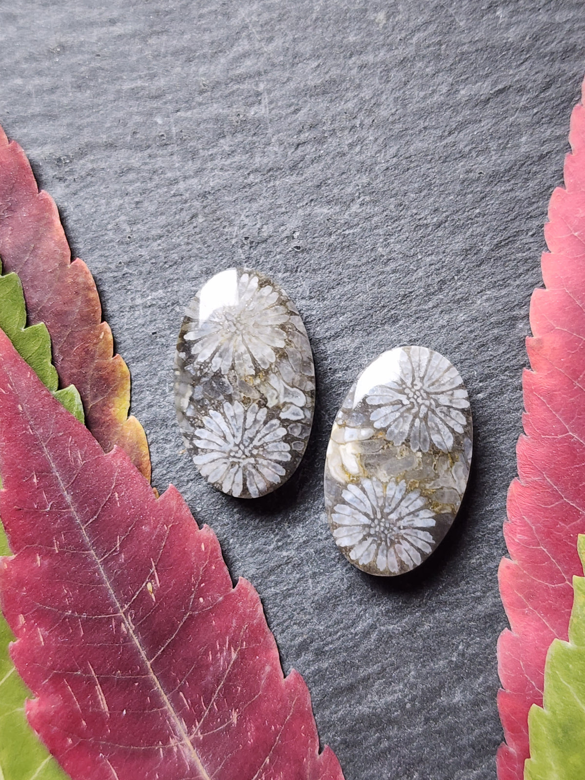 Fossilized coral pair