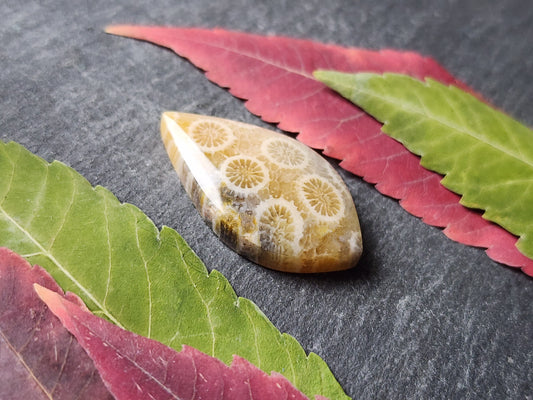 Fossilized Coral