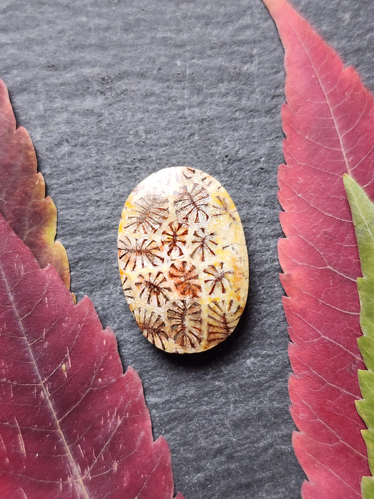 Fossilized Coral