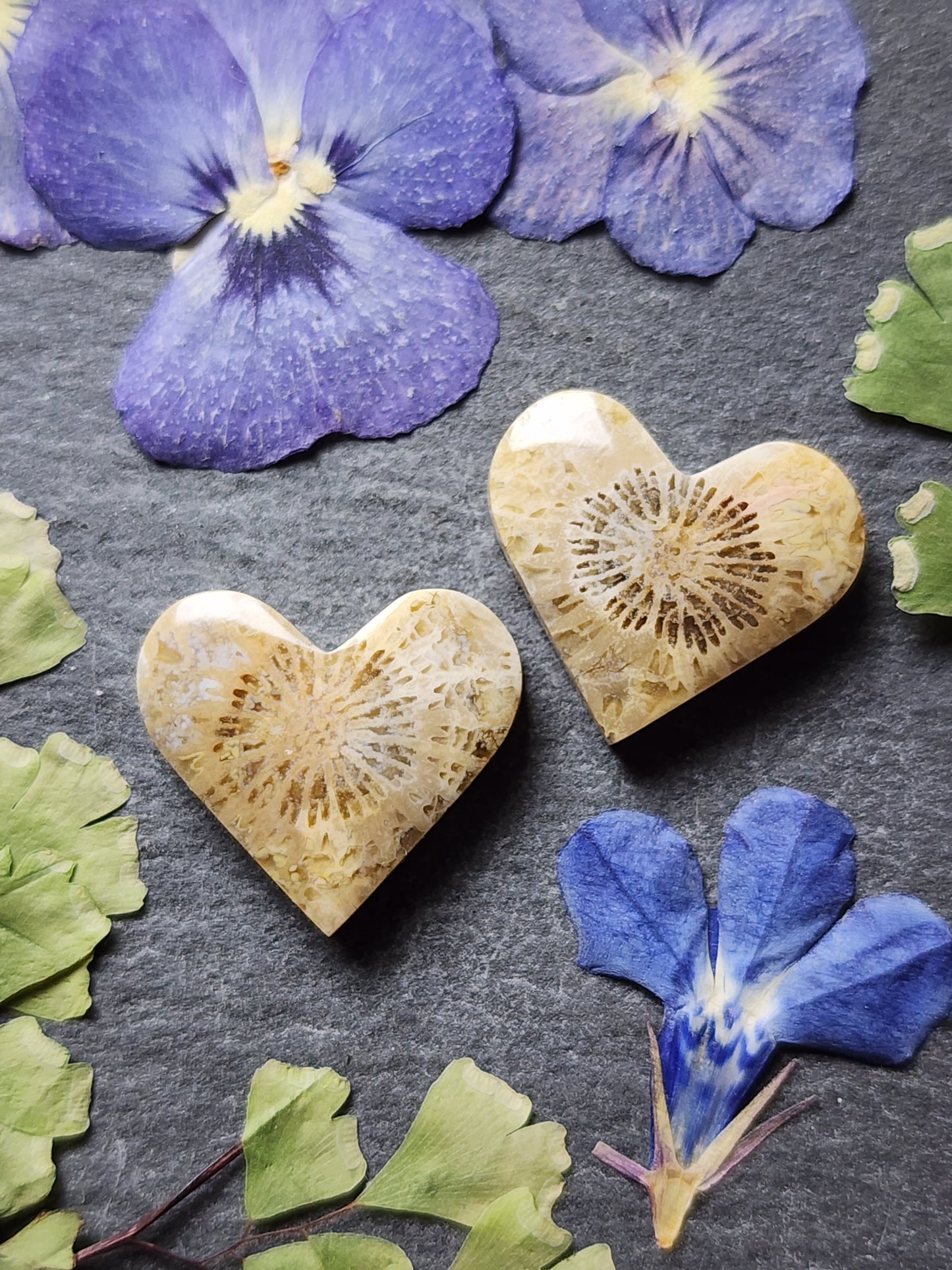 Fossilized Coral heart pair