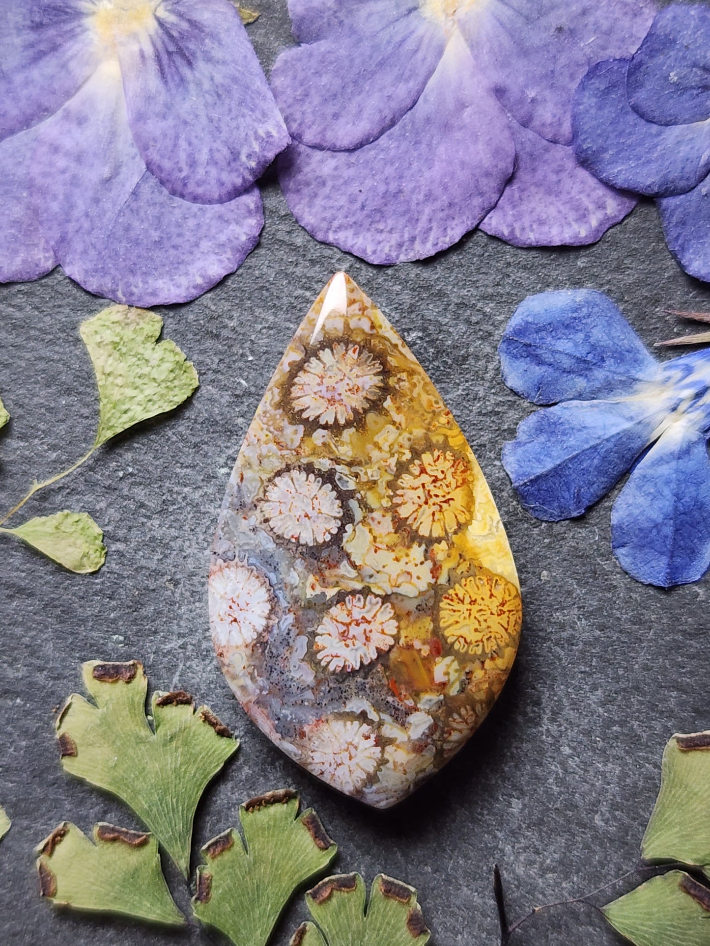 Fossilzied Coral