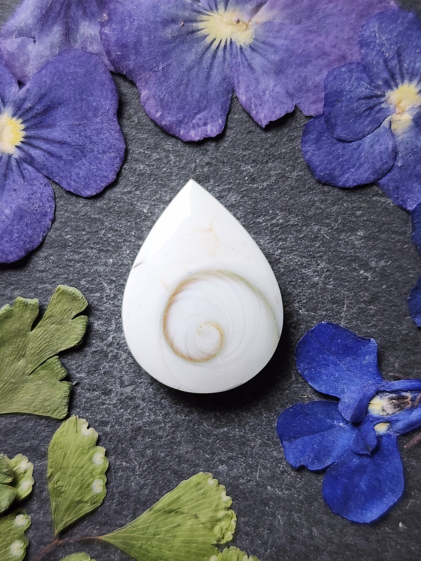 Shiva shell