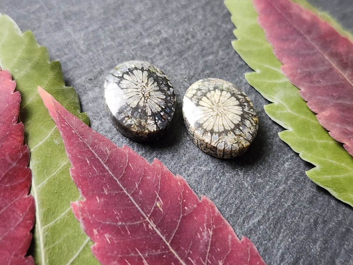 Fossilized Coral pair