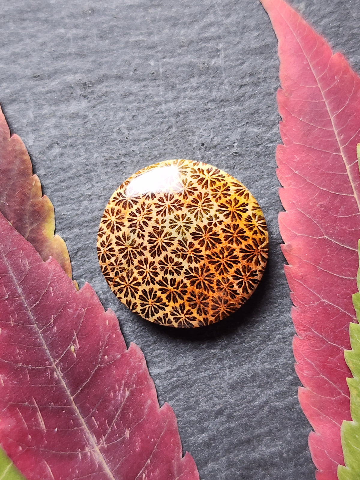 Fossilized Coral
