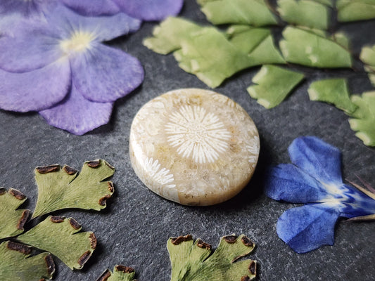 Fossilized Coral