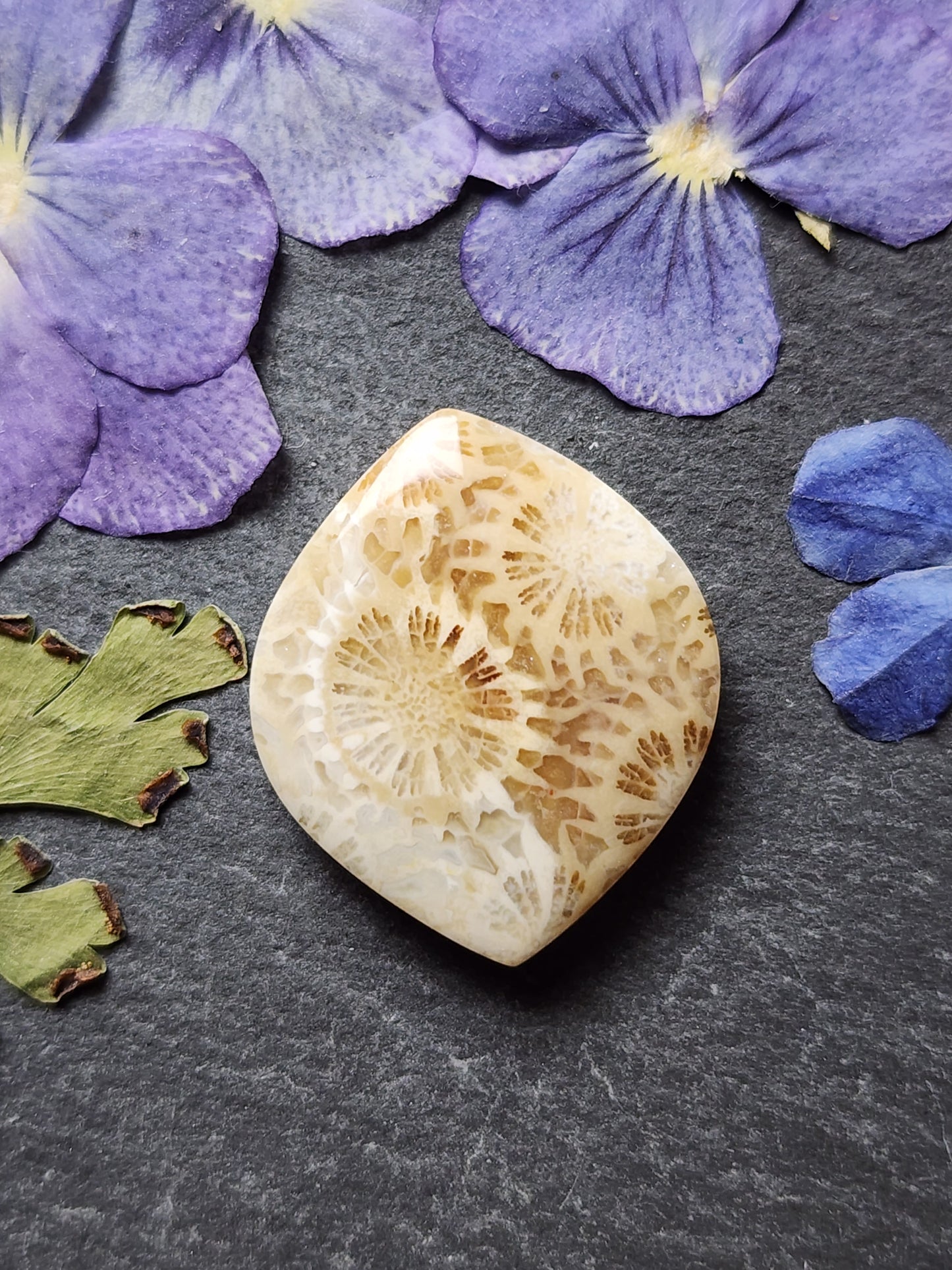 Fossilized Coral