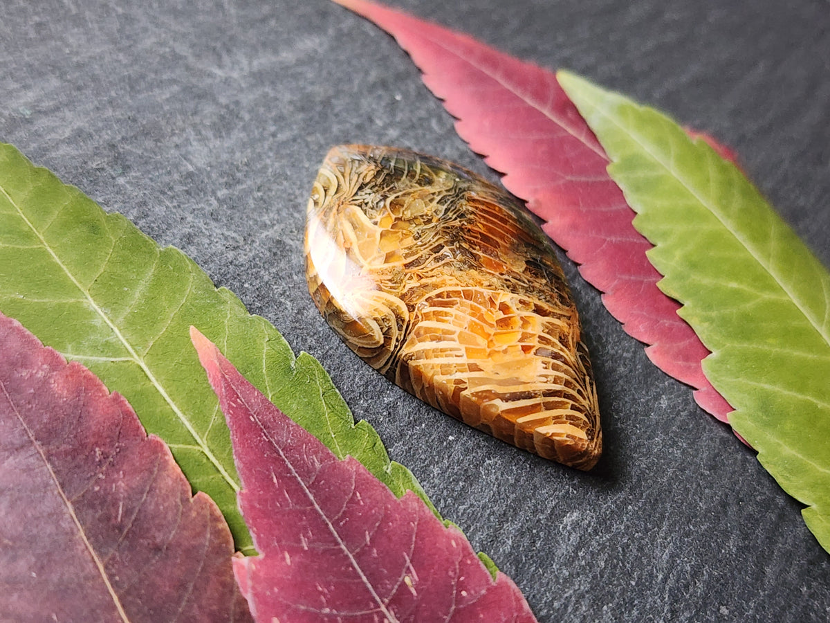 Fossilized Coral