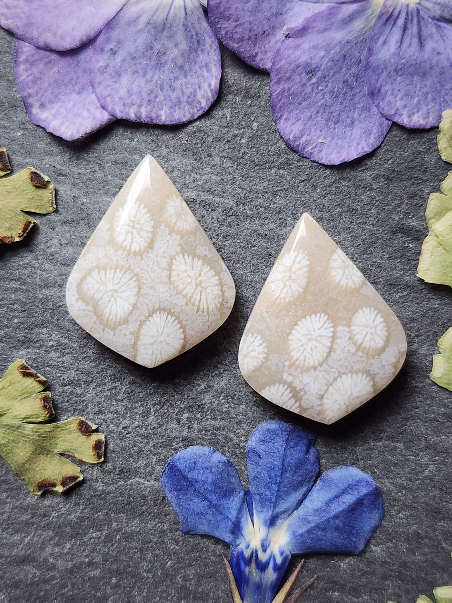 Fossilized coral pair