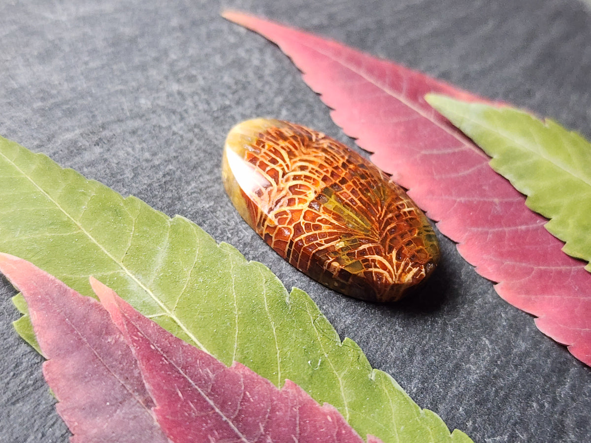 Fossilized Coral