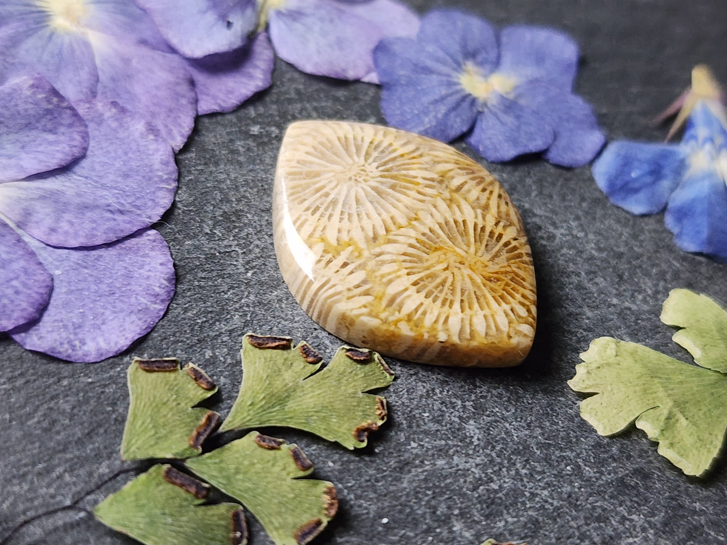 Fossilized Coral