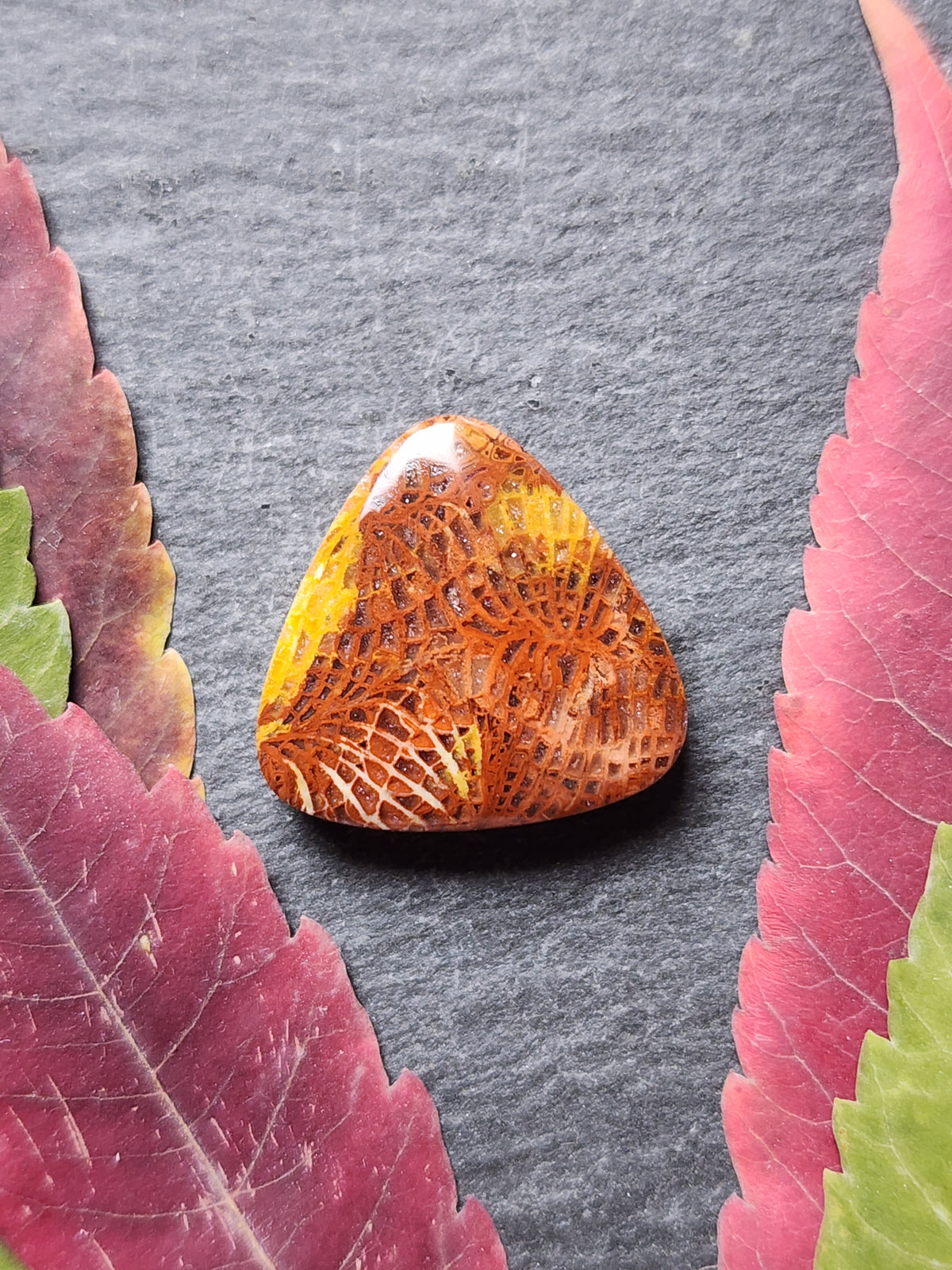 Fossilized Coral