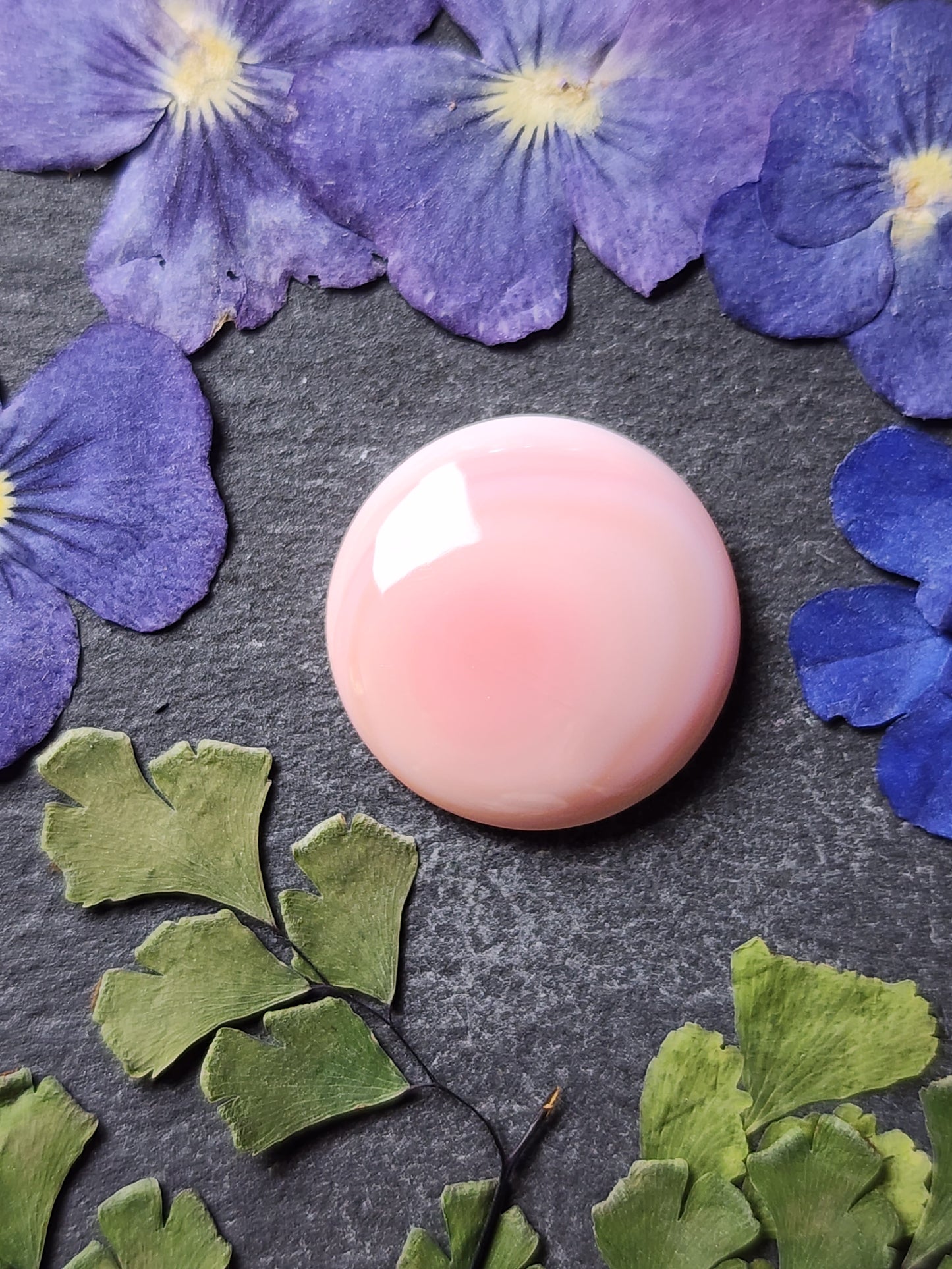 Pink Conch shell