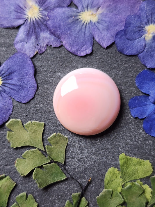 Pink Conch shell