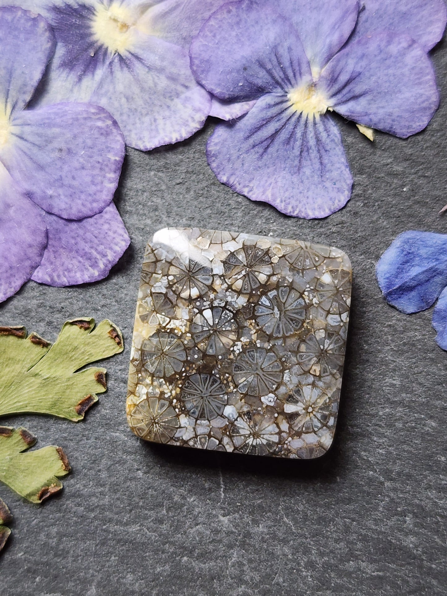 Fossilized Coral