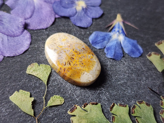 Fossilized Coral