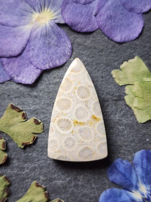 Fossilized Coral