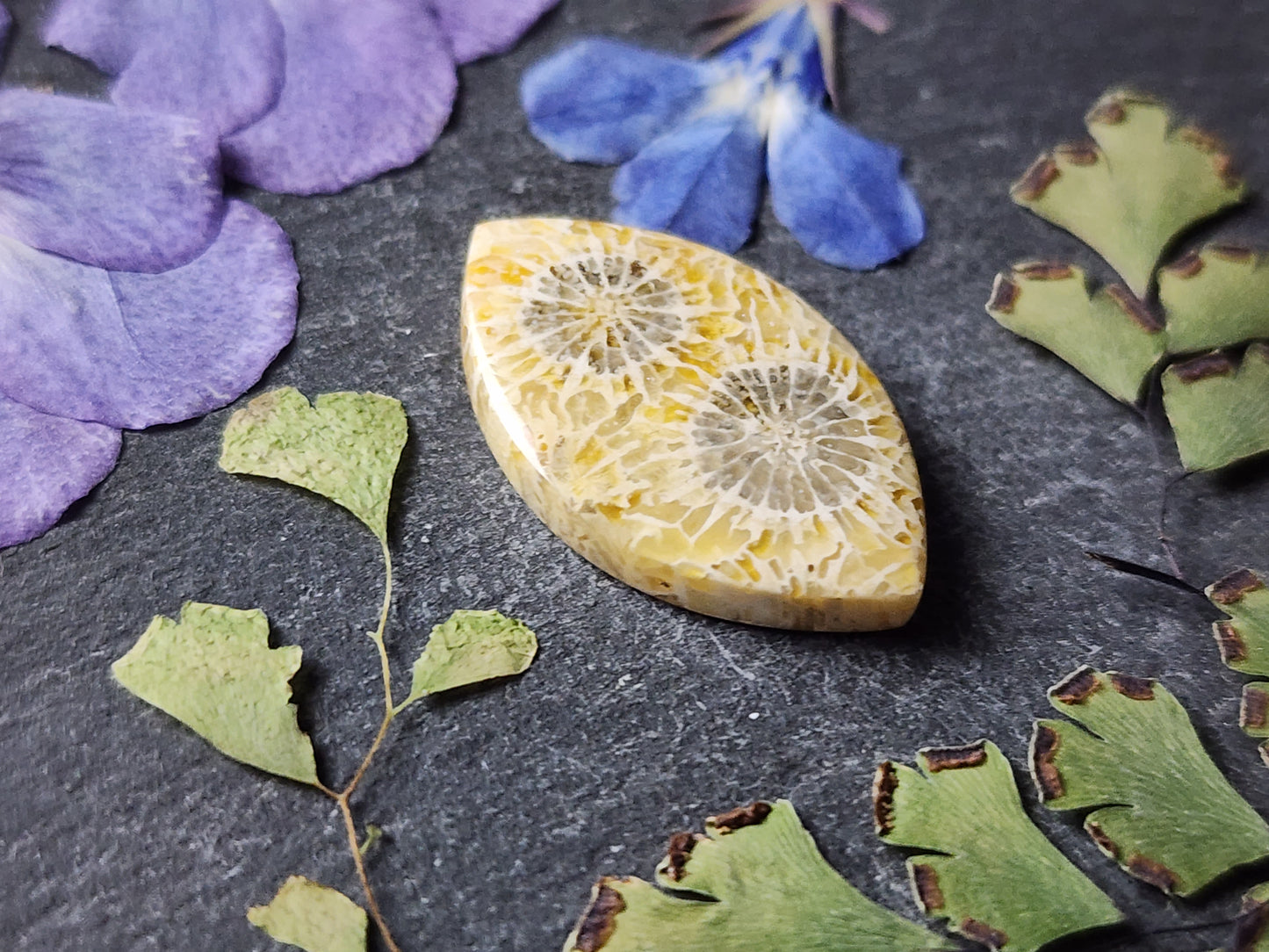 Fossilzied Coral