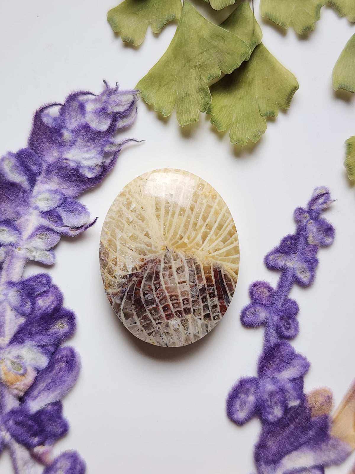 Fossilized Coral