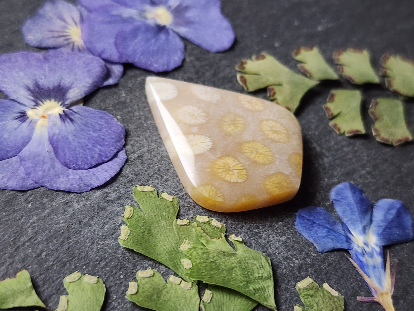 Fossilized coral