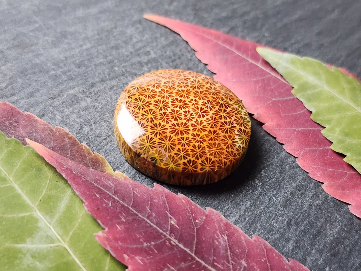 Fossilized Coral