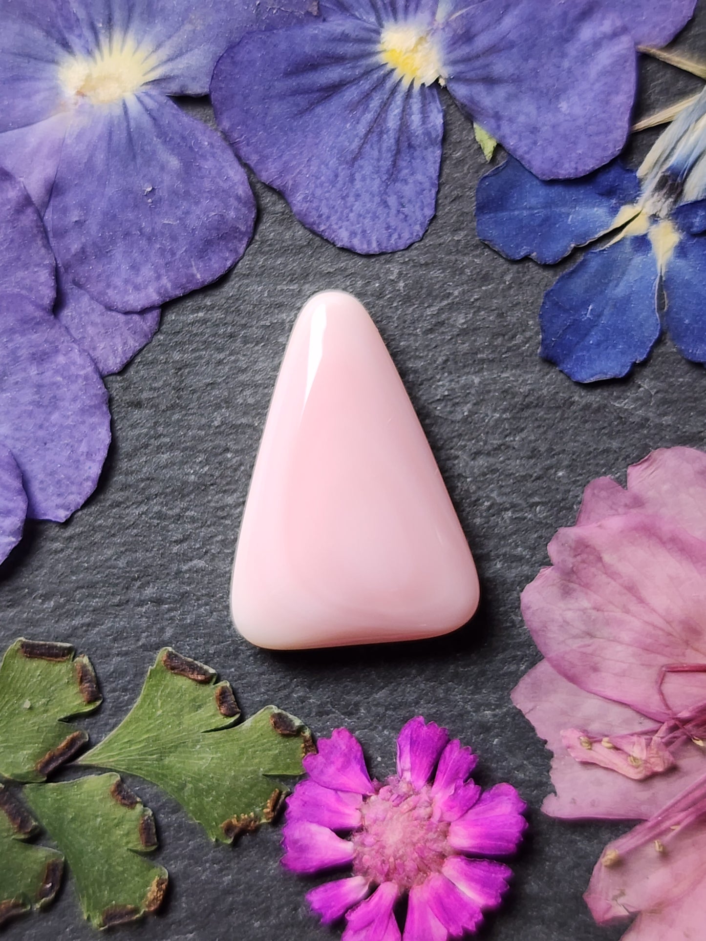 Pink Conch shell