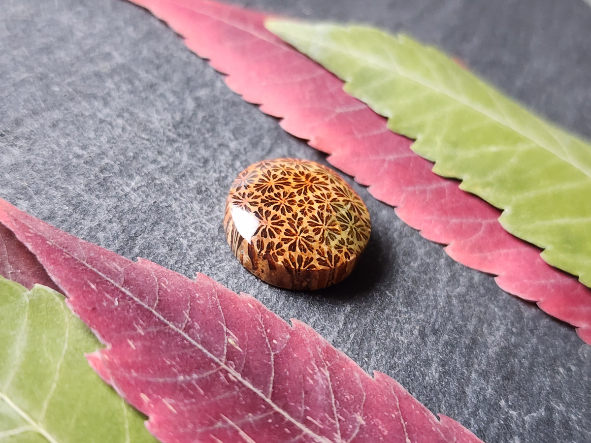 Fossilized Coral