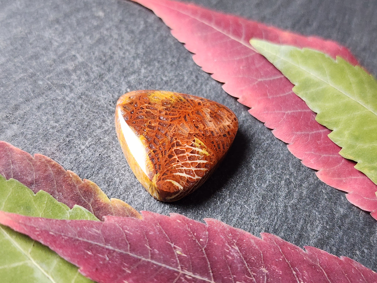 Fossilized Coral