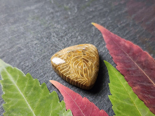 Fossilized Coral