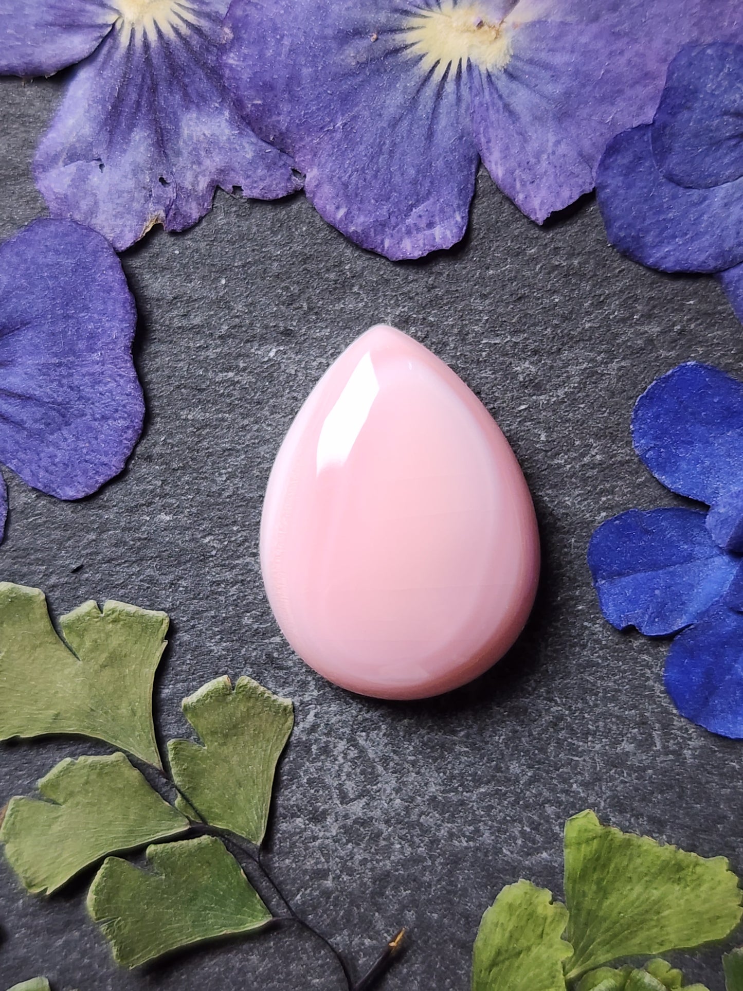 Pink Conch shell (A2)