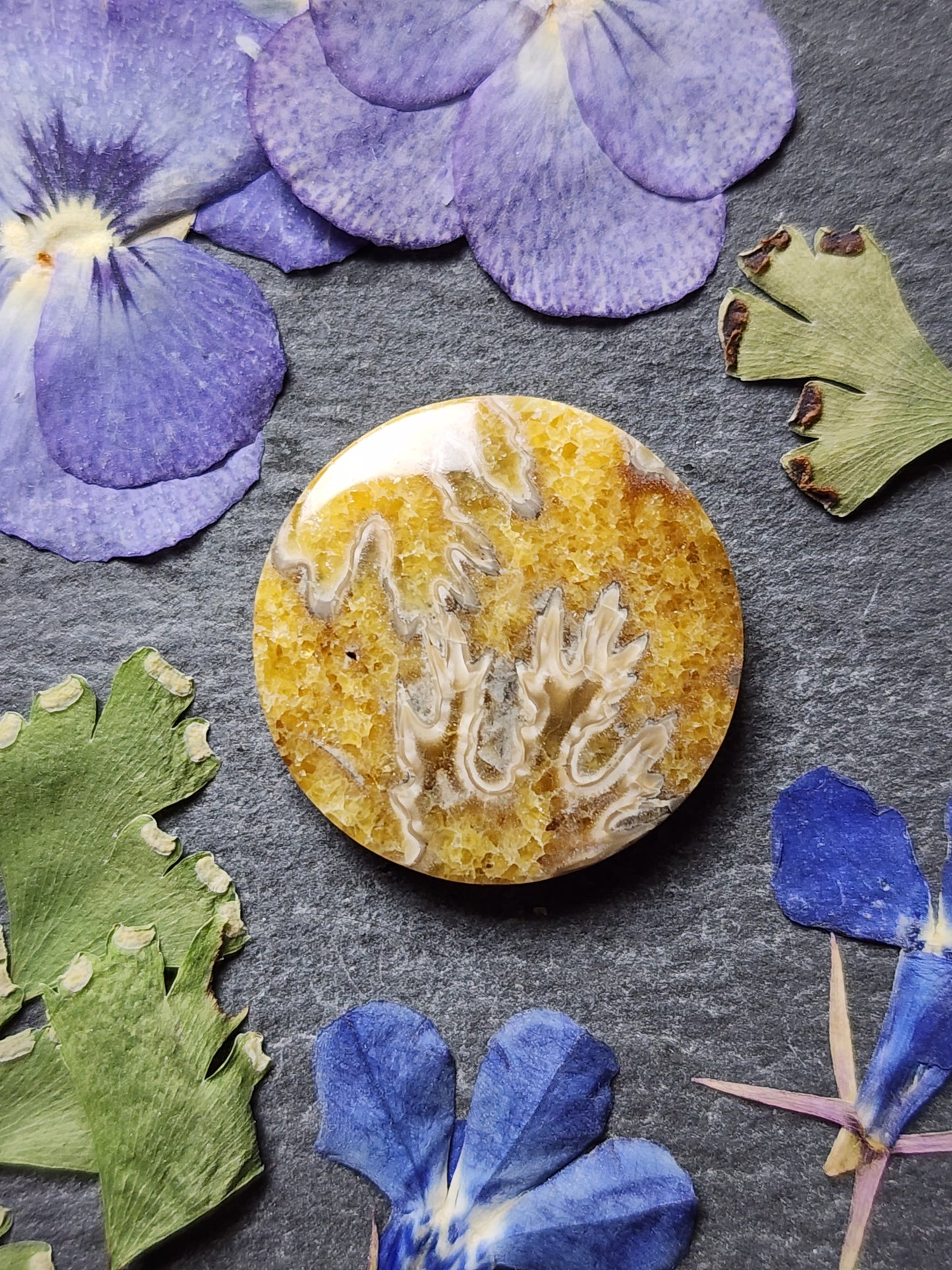 Suture Ammonite