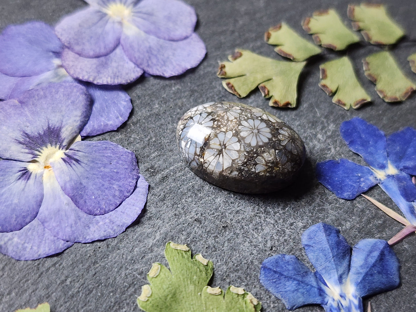 Fossilized Coral