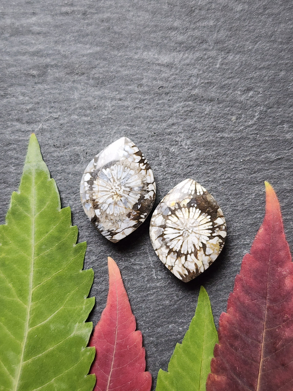 Fossilized Coral pair