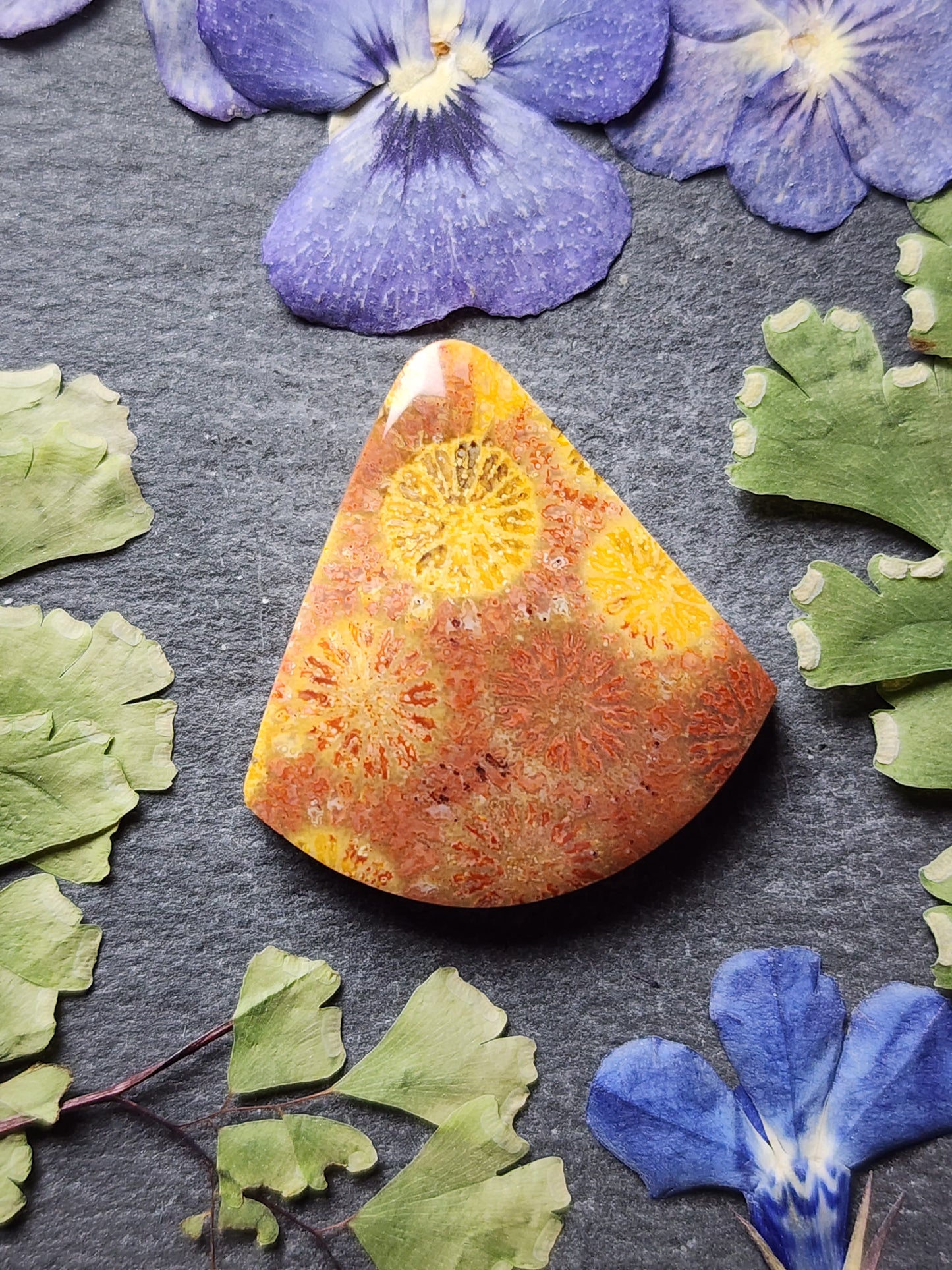 Fossilized coral