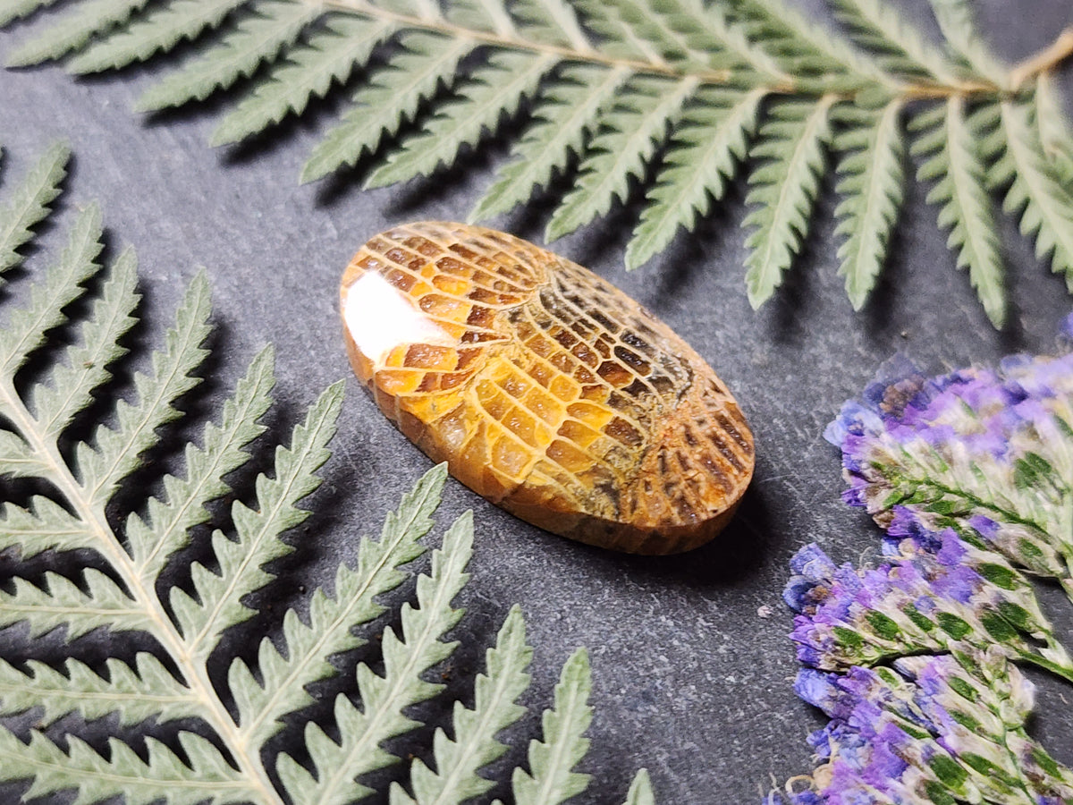 Fossilized coral